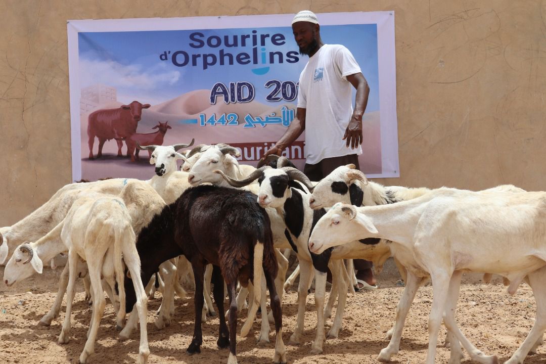Un musulman s'occupant des chèvres lors d'un Aïd al-Adha en Mauritanie