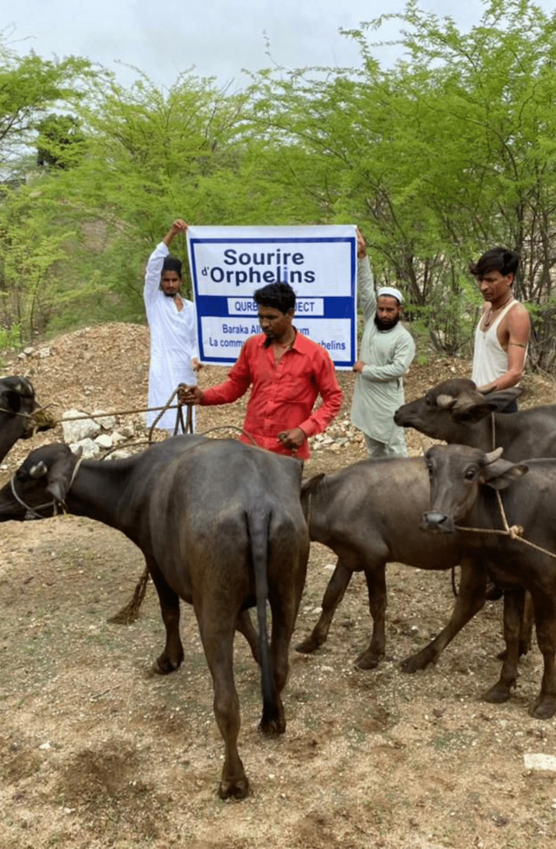 Des hommes musulmans menant des vaches vers leur lieu de sacrifice de l'Aïd al Adha au Bangladesh